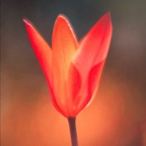 Meet your Posher, Jeannette